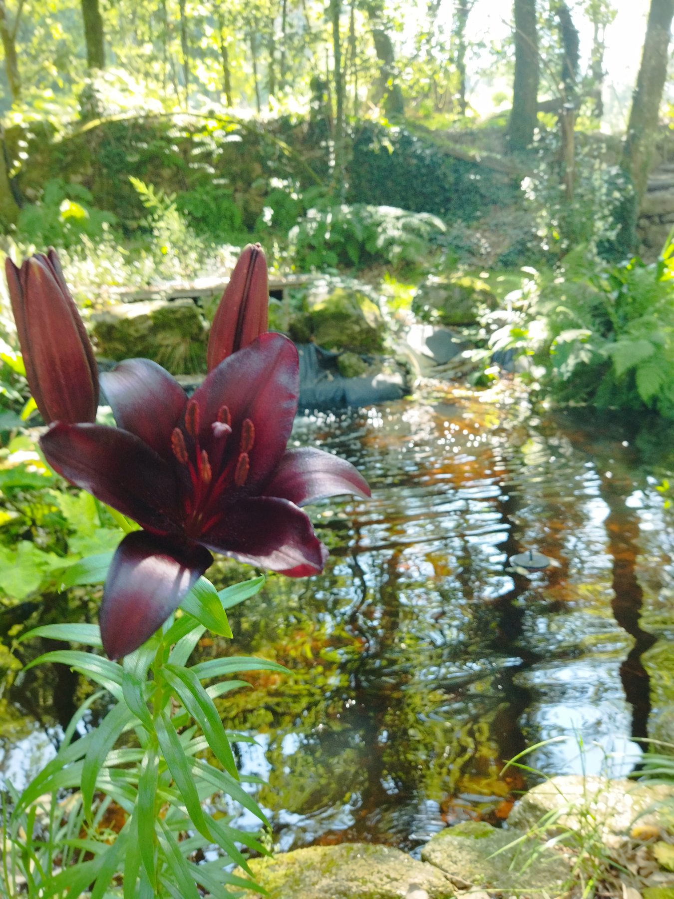 Lirio y estanque en el jardín de sutura