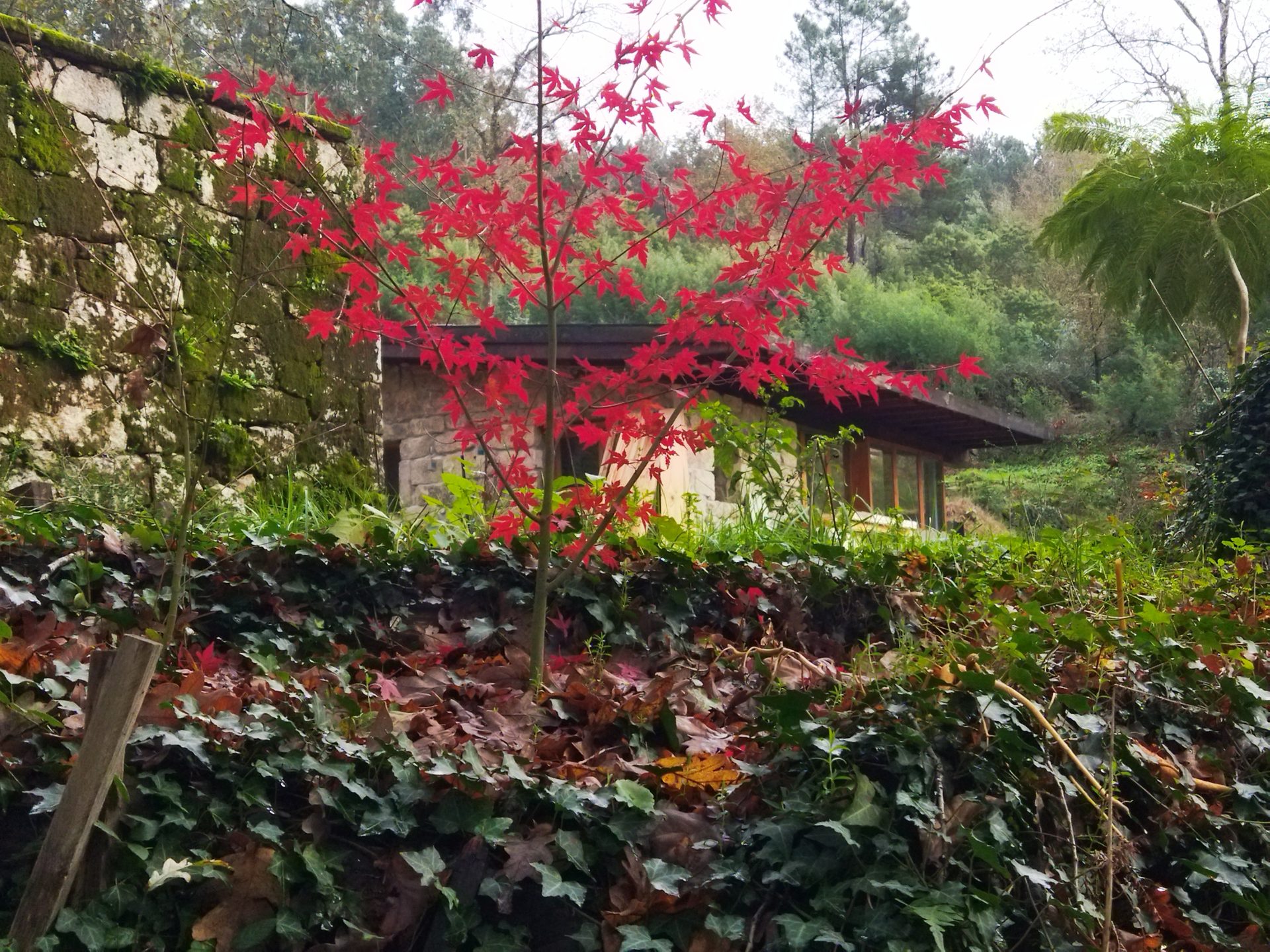 Arce rojo junto a la piedra en As Palliñas