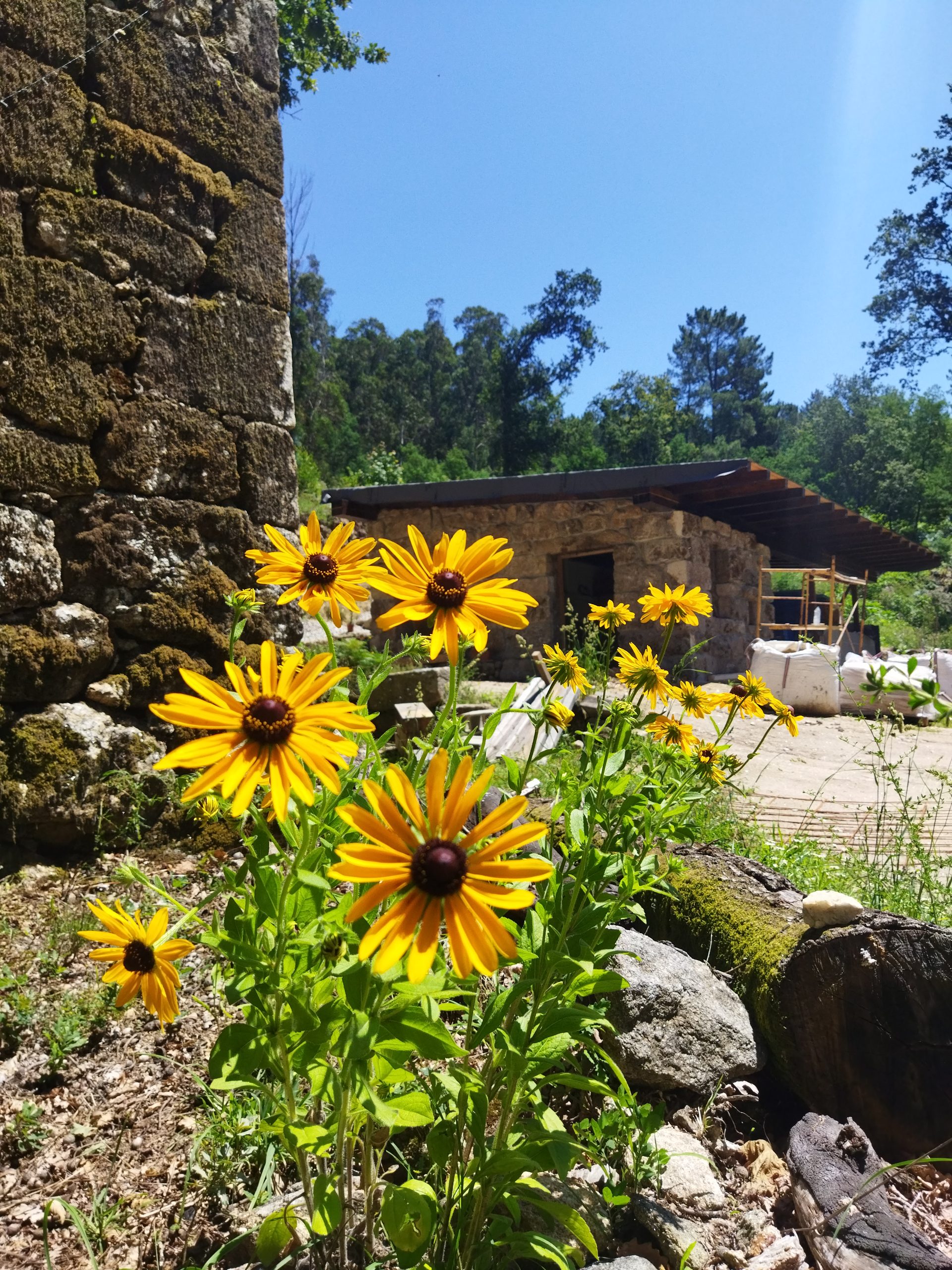 Flores y muro de piedra en el bosque