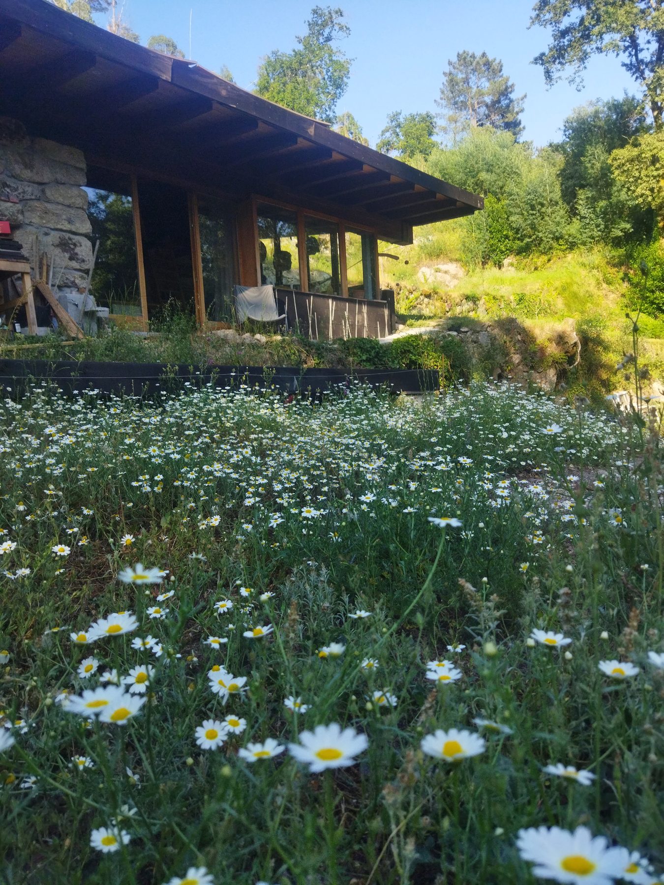 Flores junto a la estancia